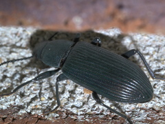 Xylopinus saperdoides