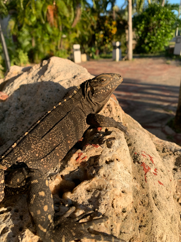 Cuban Ground Iguana