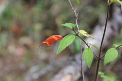 Clinopodium macrostemum