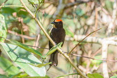 Loriotus cristatus brunneus