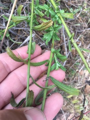 Baccharis plummerae plummerae