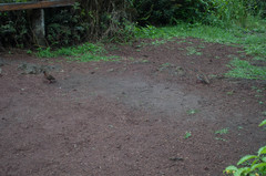 Zenaida galapagoensis