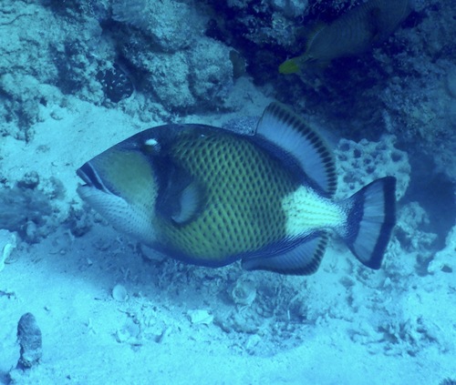 Titan Triggerfish — seen at this dive site