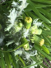 Golovinomyces fischeri