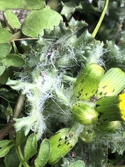 Golovinomyces fischeri