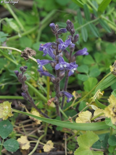 Lasianthera observed 2026-03-24