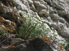 Silene samojedorum