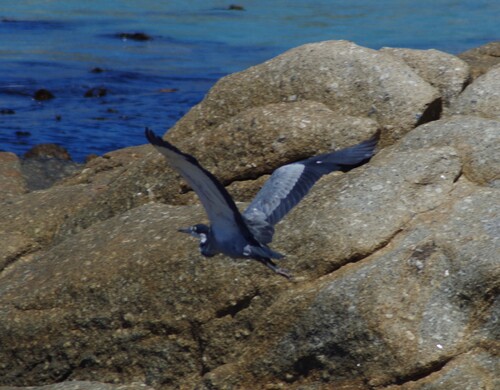 iNaturalist: (c) Greg Meredith, some rights reserved (CC BY-NC), uploaded by Greg Meredith iNaturalist image