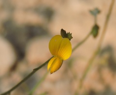 Crotalaria prostrata