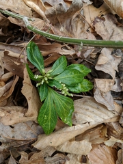 Pachysandra