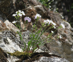 Silene samojedorum