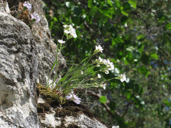 Silene samojedorum