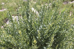 Clutia benguelensis image