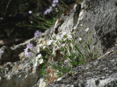 Silene samojedorum