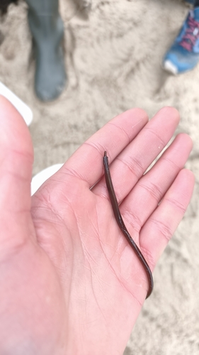 Nerophis lumbriciformis