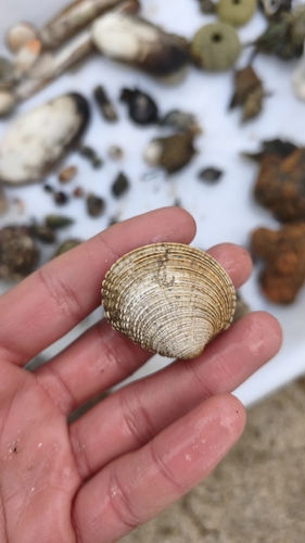 Venus verrucosa