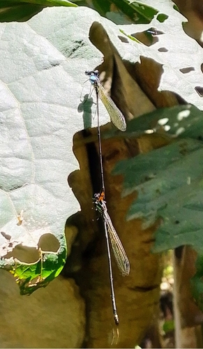 Allocnemis vicki