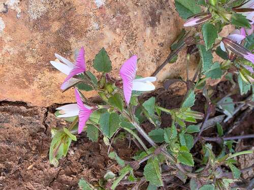 small restharrow
