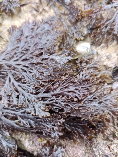 Pepper Dulse (Osmundea pinnatifida)