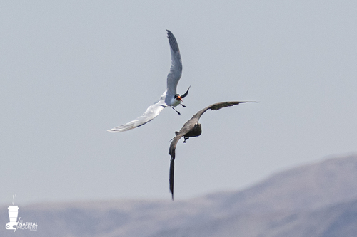 Elegant Tern (Thalasseus elegans), photo 5
