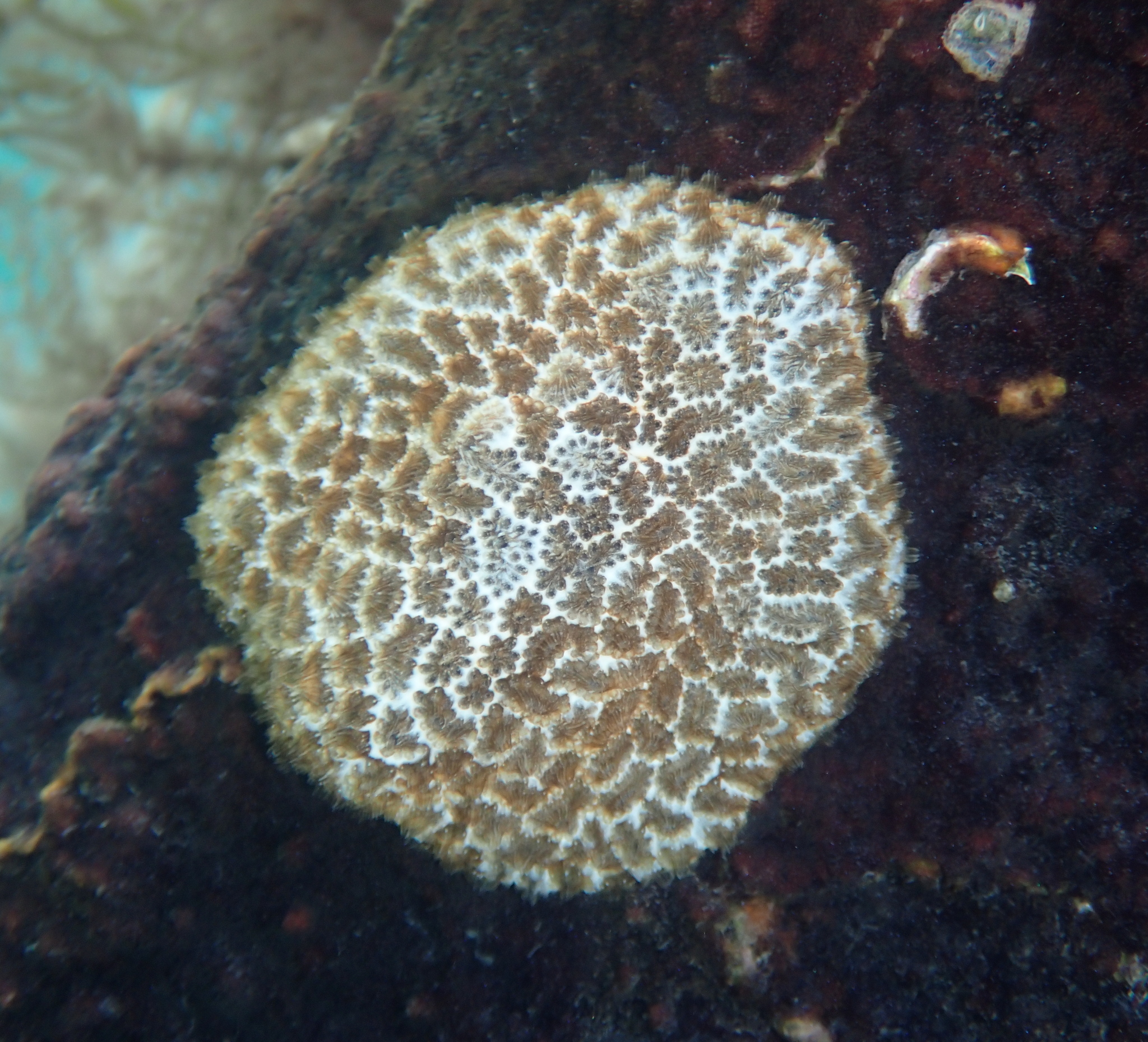 Distaplia viridis Kott, 1957