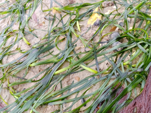 Seawrack (Zostera marina)