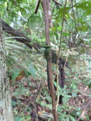Anisoptera