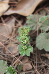 Alchemilla pectinata