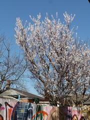 Prunus armeniaca