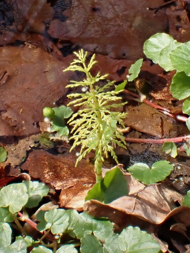wood horsetail (Equisetum sylvaticum)