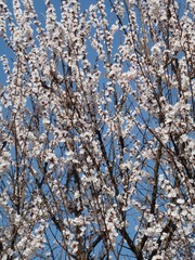 Prunus armeniaca