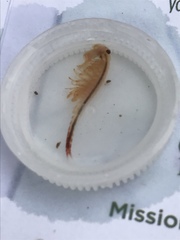 Eubranchipus neglectus