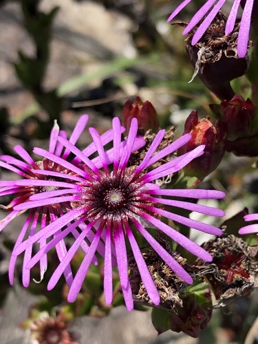 Pentagonal Spoonfig (Erepsia pentagona)