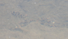Abudefduf concolor