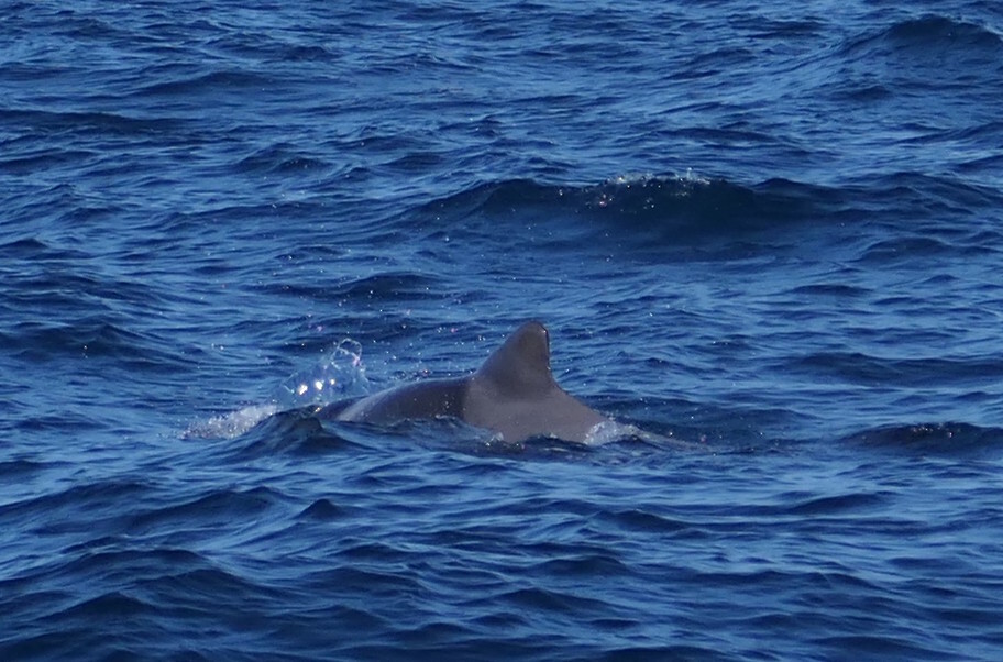 Globicephala macrorhynchus