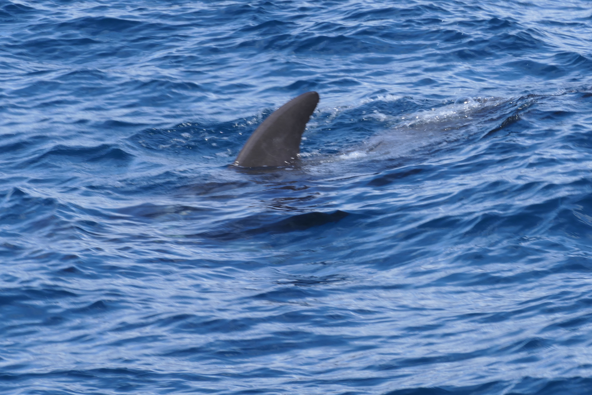 Globicephala macrorhynchus