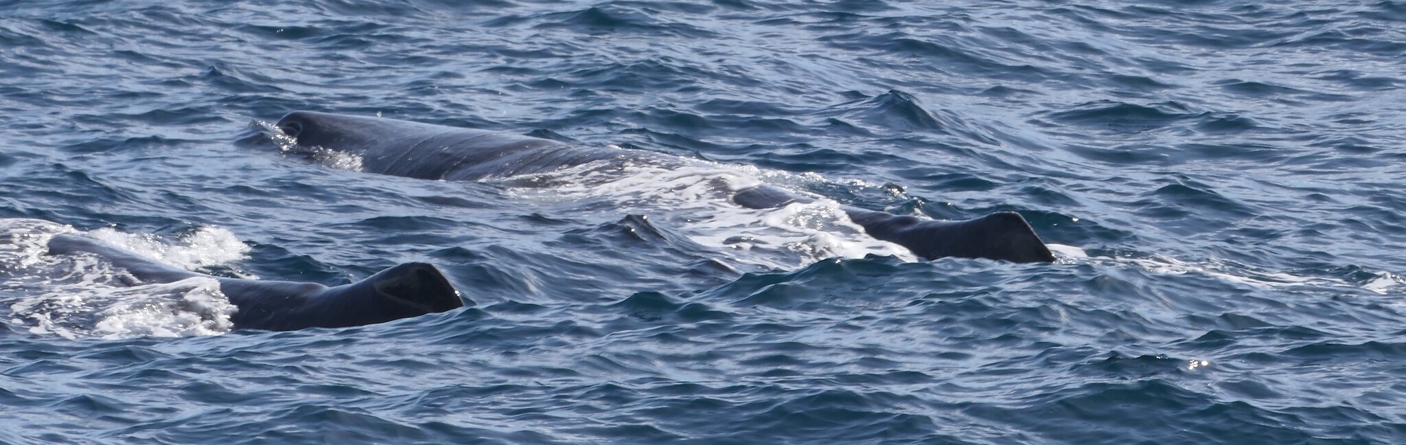 Physeter macrocephalus