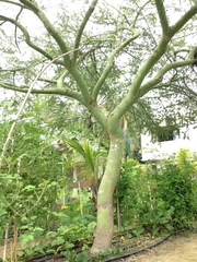 Parkinsonia florida