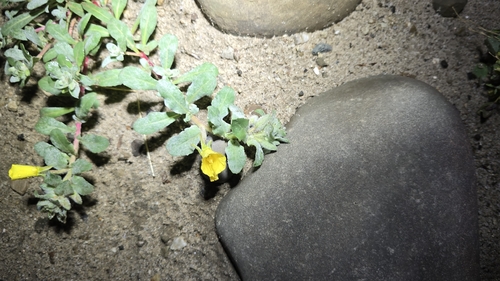 beach suncup (Camissoniopsis cheiranthifolia)