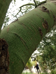 Parkinsonia florida