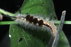 Dasychira
