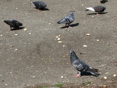Columba livia domestica
