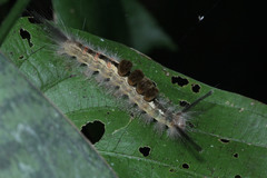Dasychira