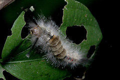 Dasychira