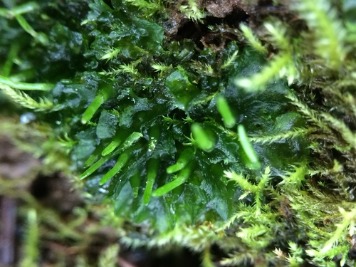 Paraphymatoceros