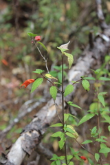 Clinopodium macrostemum