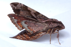 Eupanacra