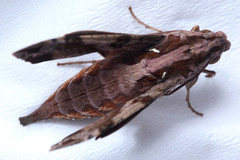 Eupanacra