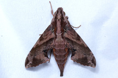 Eupanacra