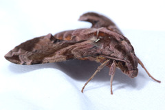 Eupanacra